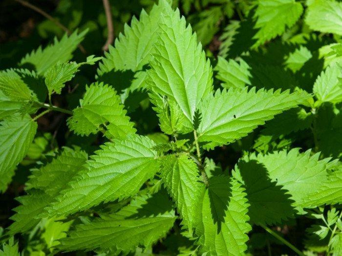 Gros plan sur des feuilles d'ortie dans la nature.